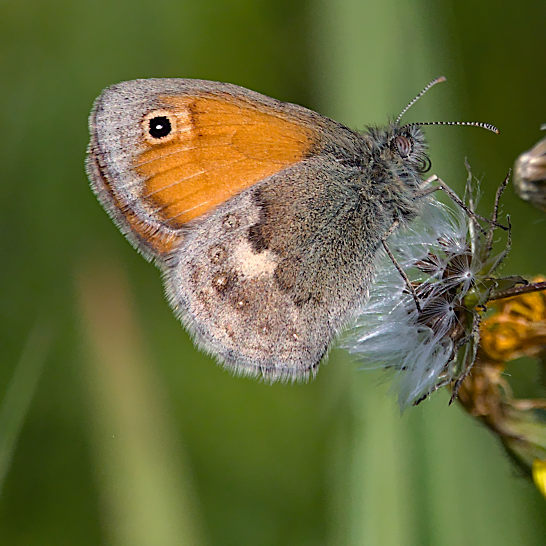 Kleines Wisenvögelchen